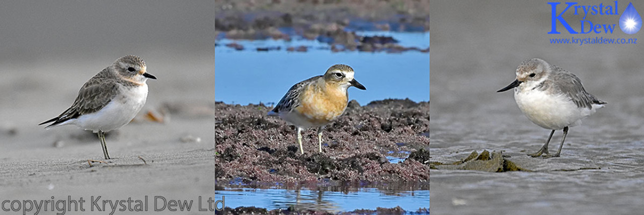 Dotterels & Wrybill Dotterels & Wrybill